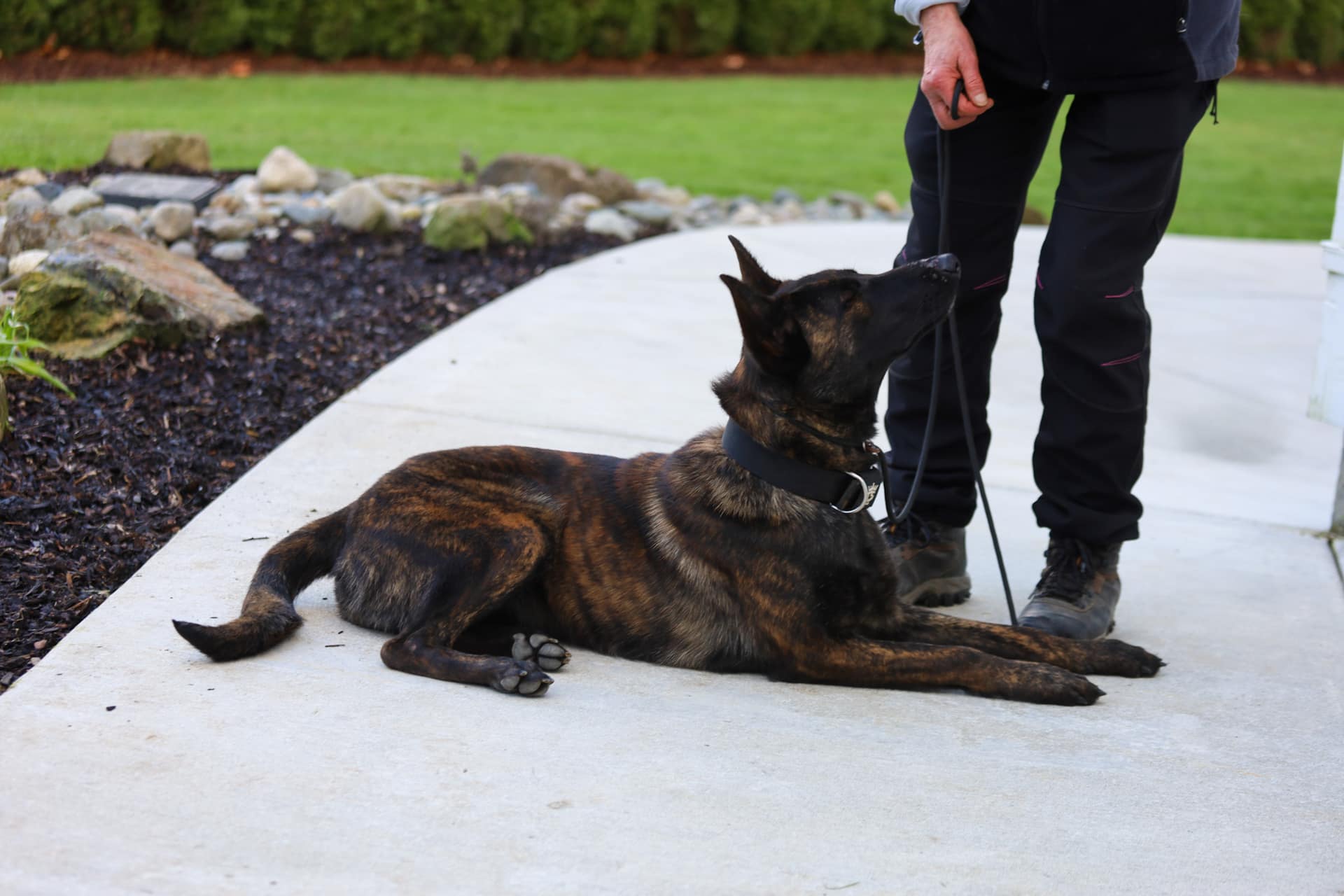 StormsAshk9 Belgian Malinois breeding program