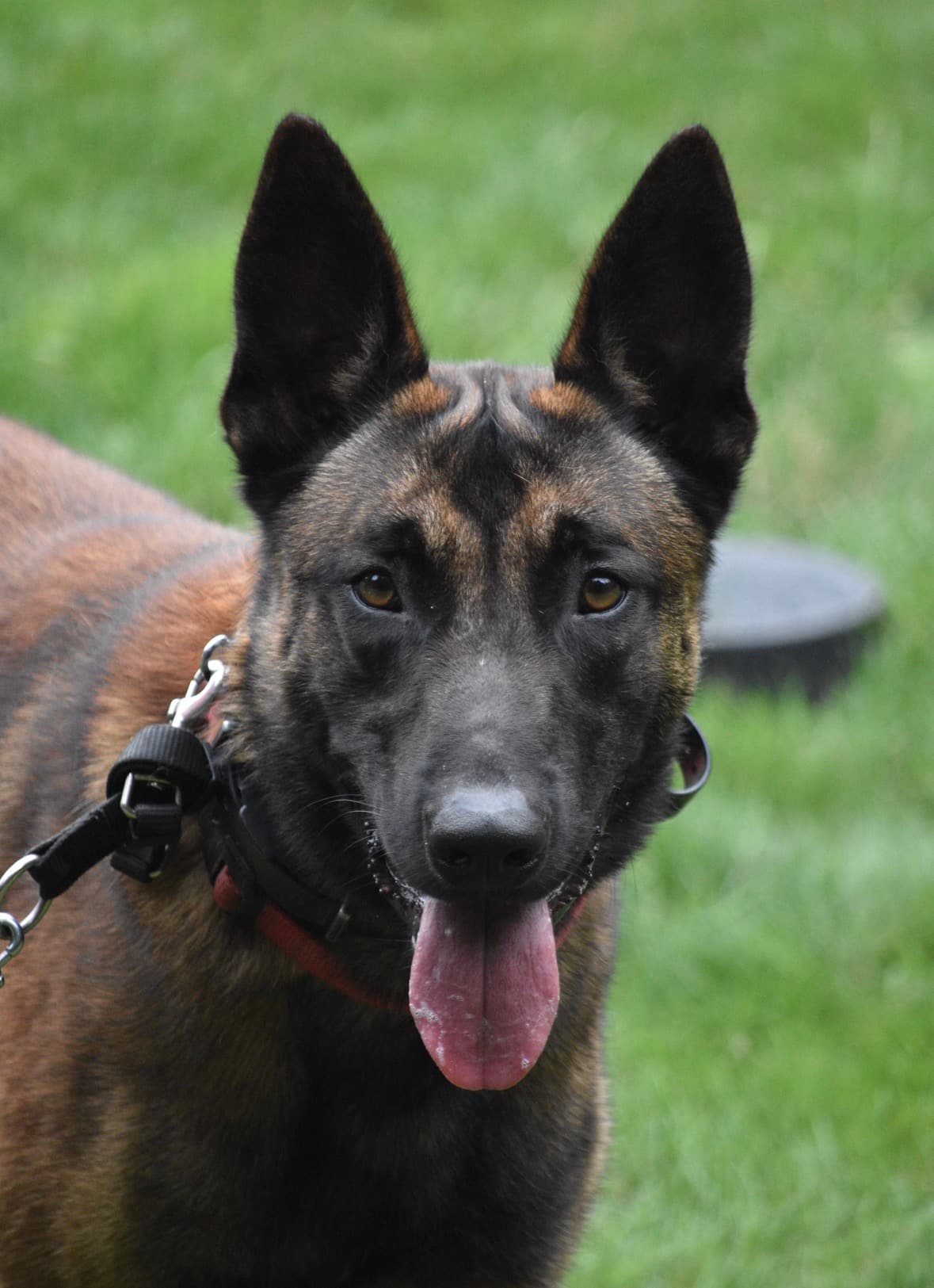 Coal — Sire