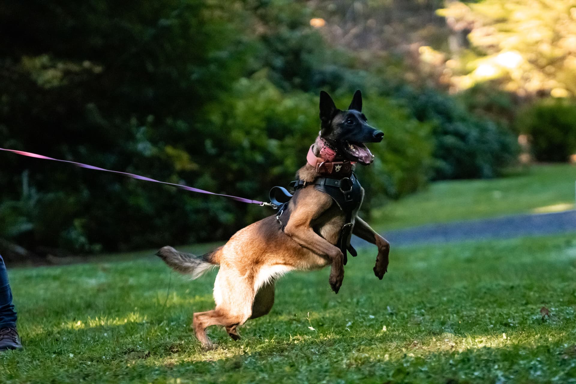 Coal of the StormsAshk9 program