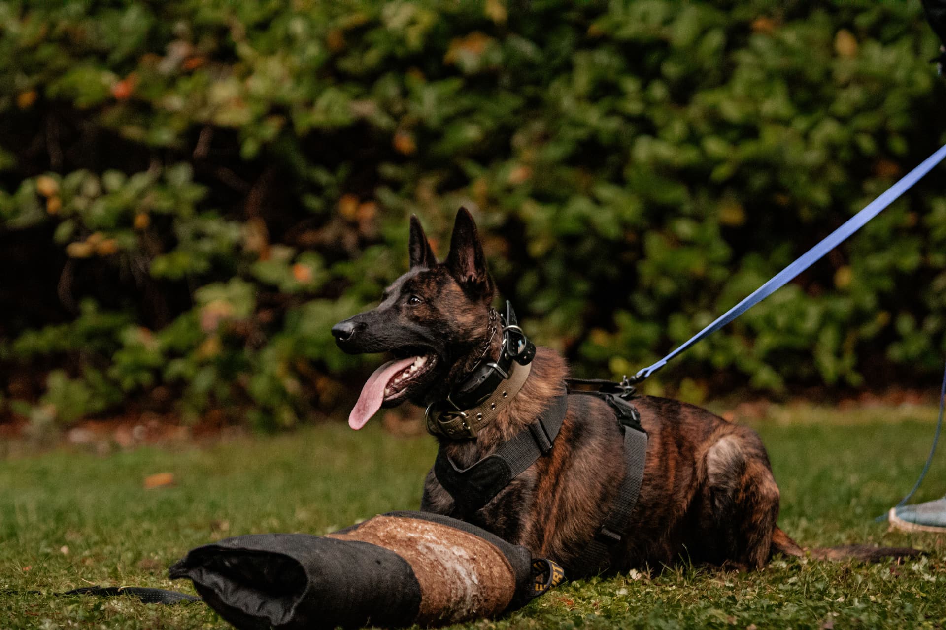 StormsAshk9 Belgian Malinois