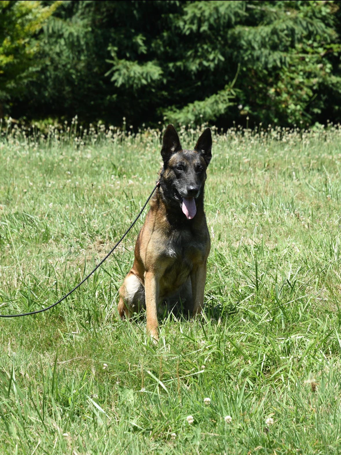 Belgian Malinois standing portrait