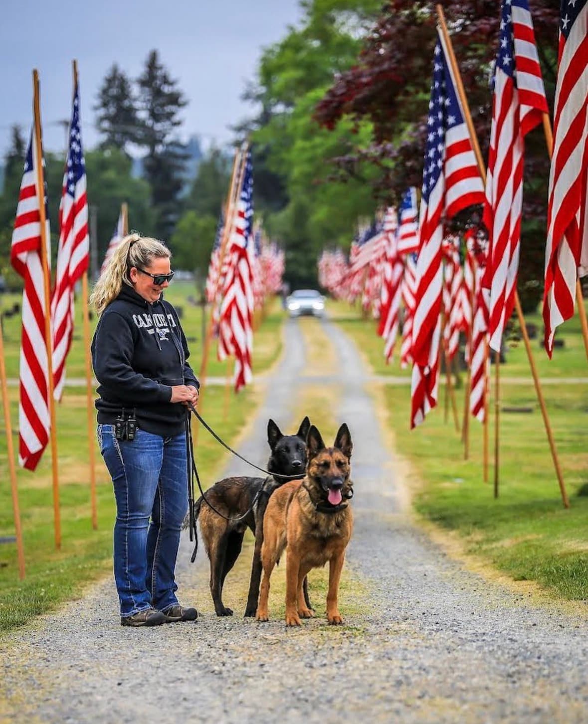 Belgian Malinois close portrait