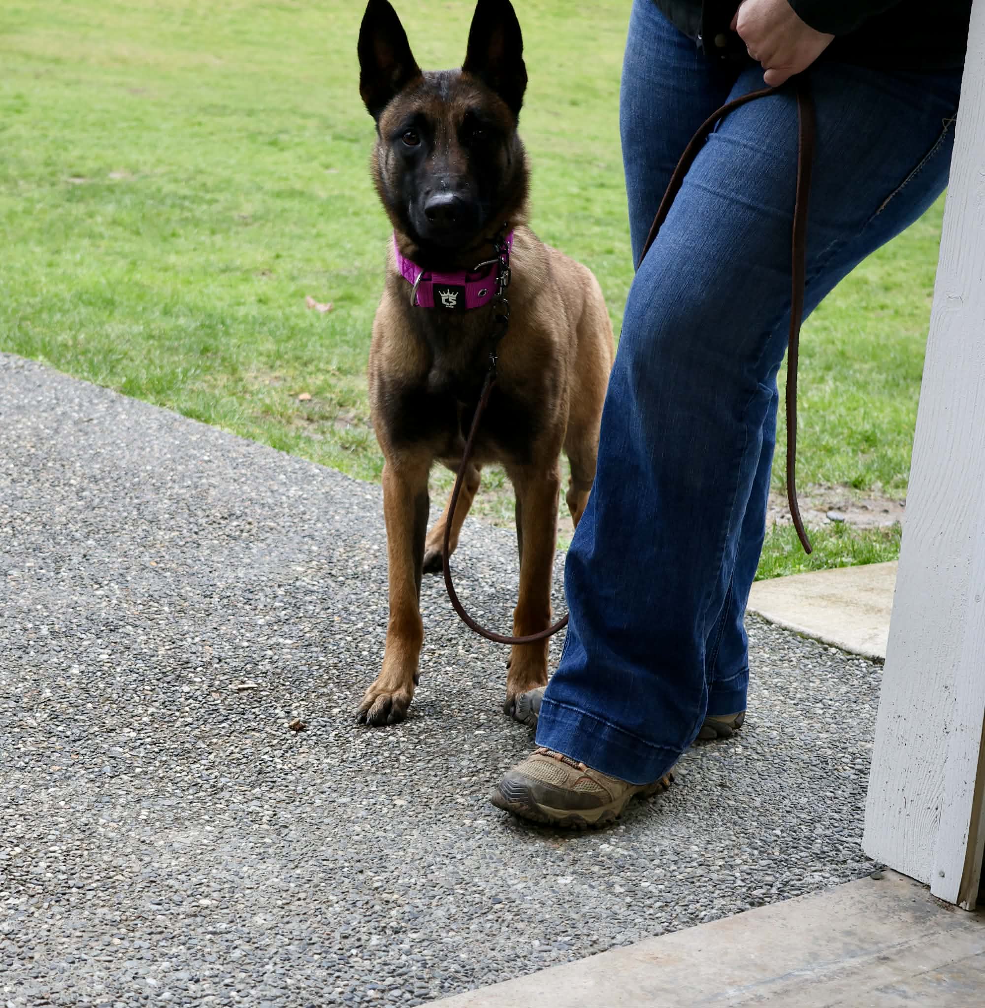 StormsAshk9 dog photo