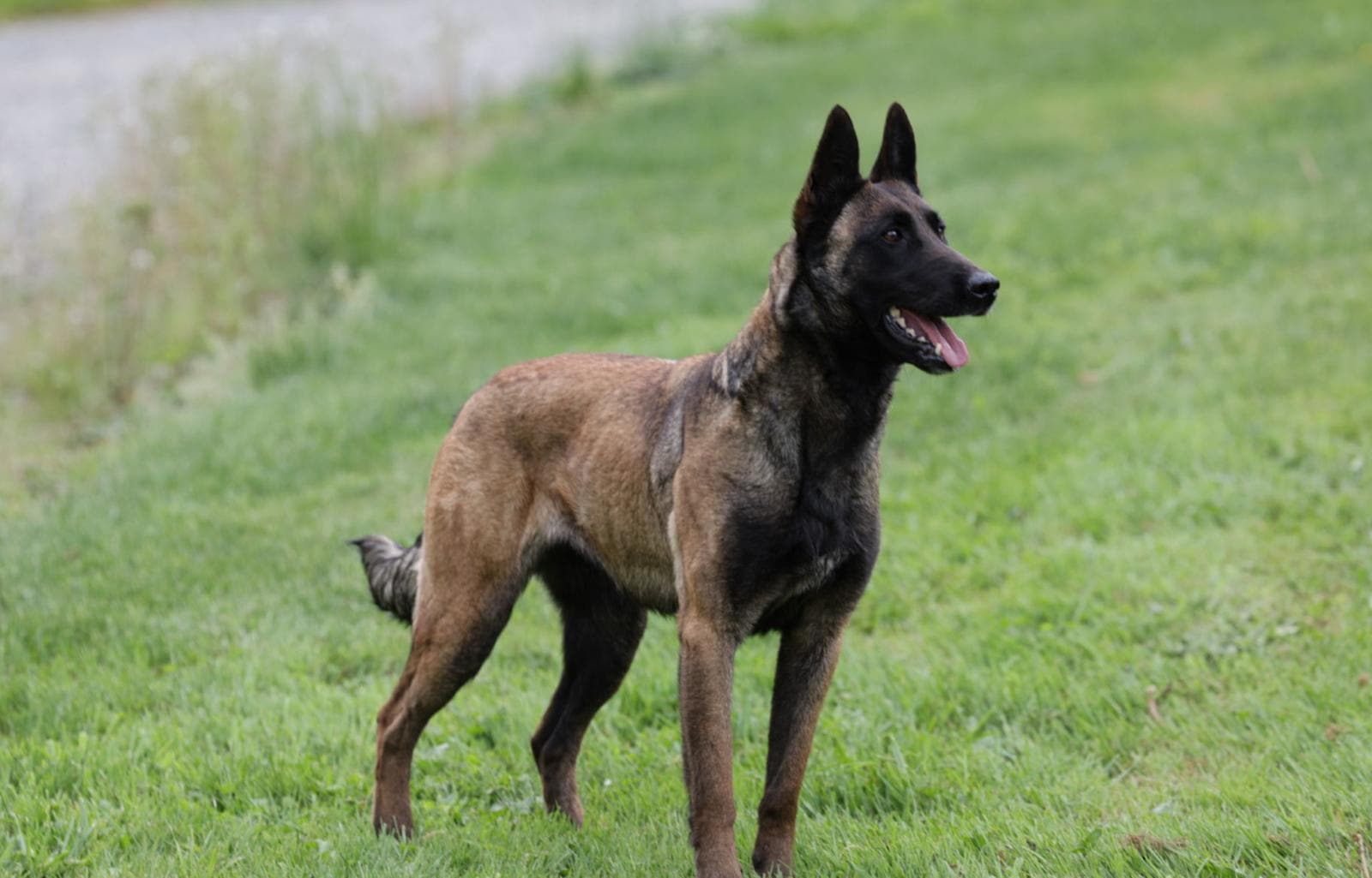 Javelin — Dam, StormsAshk9